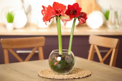 Beautiful red amaryllis flowers on wooden table indoors