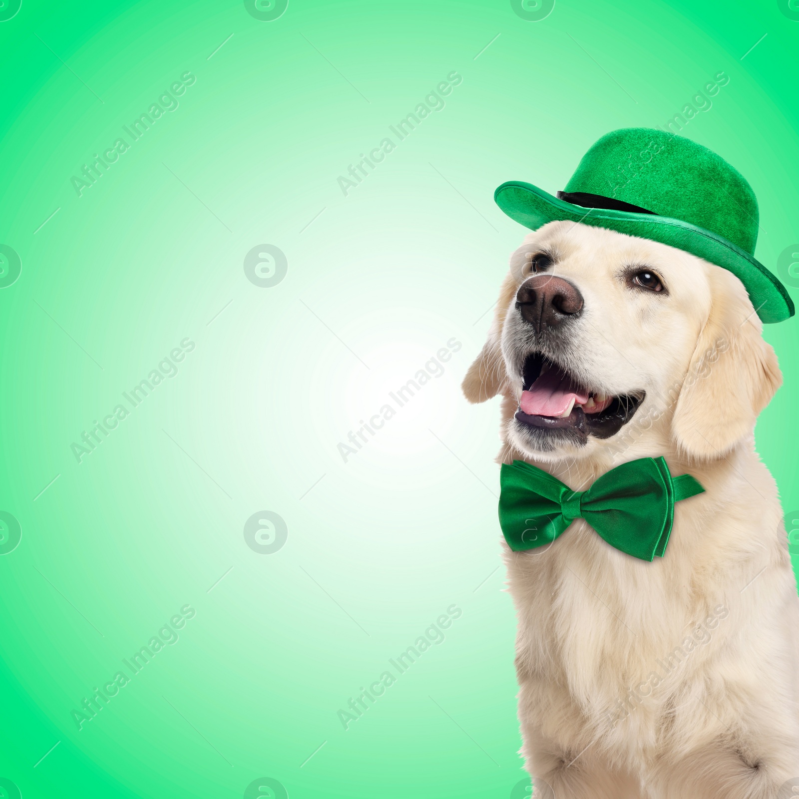 Image of St. Patrick's day celebration. Cute Golden Retriever dog with leprechaun hat and bow tie on green background. Space for text