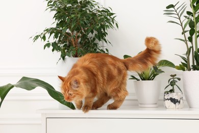 Photo of Adorable cat near green houseplants on chest of drawers at home