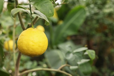 Lemon tree with ripe fruit in greenhouse, space for text