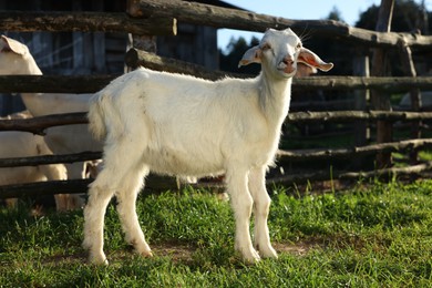 Photo of Cute white goat on green grass at farm