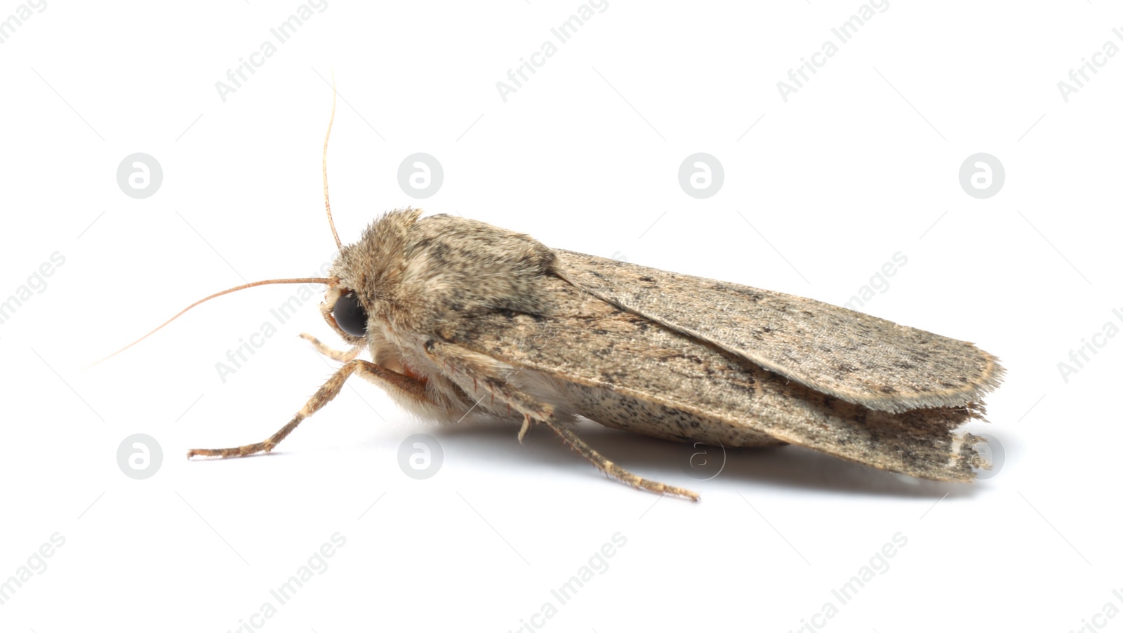 Photo of Single Hoplodrina ambigua moth isolated on white