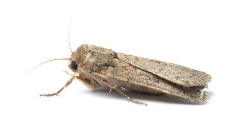 Single Hoplodrina ambigua moth isolated on white