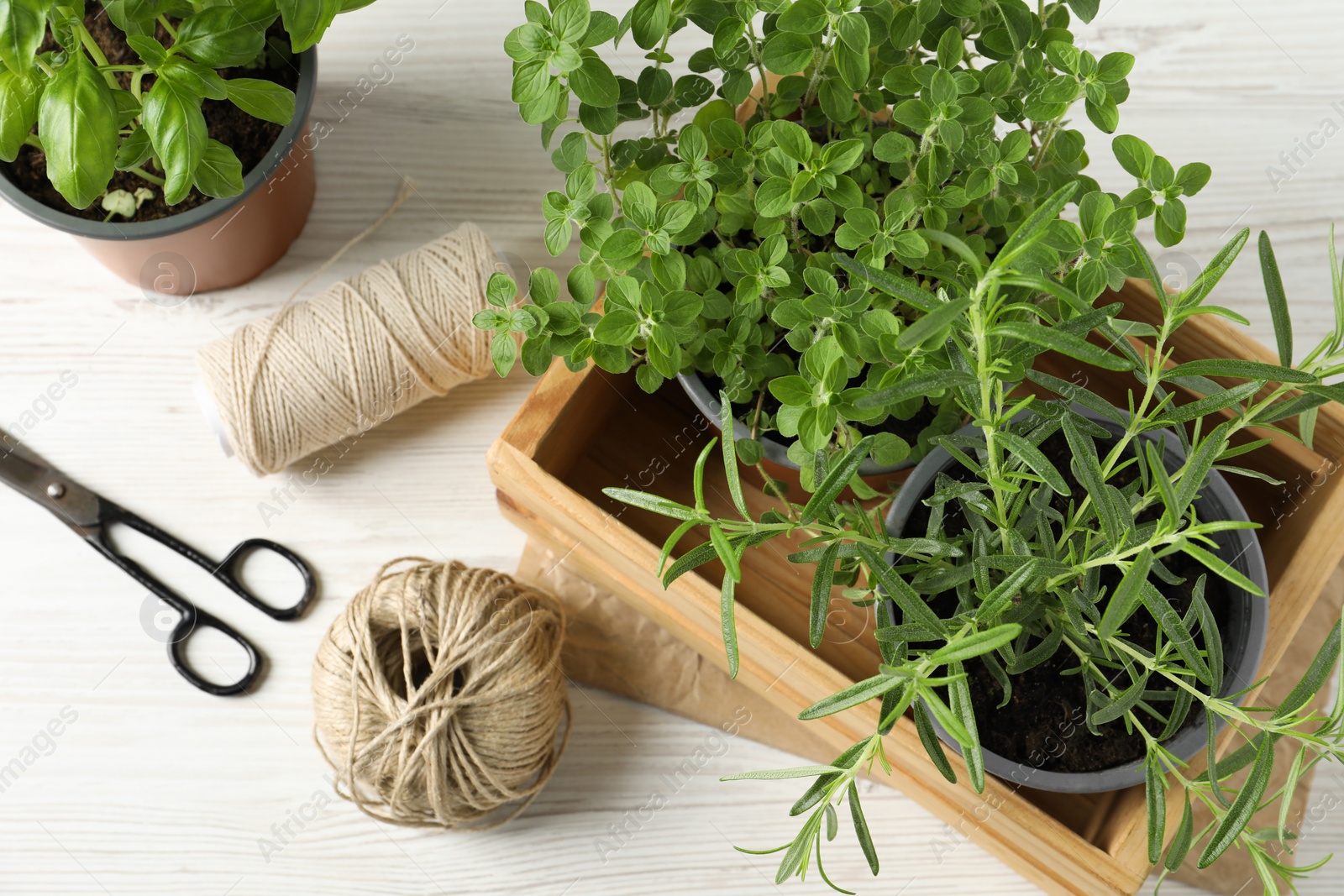 Photo of Different aromatic potted herbs, treads, and scissors on white wooden table, flat lay