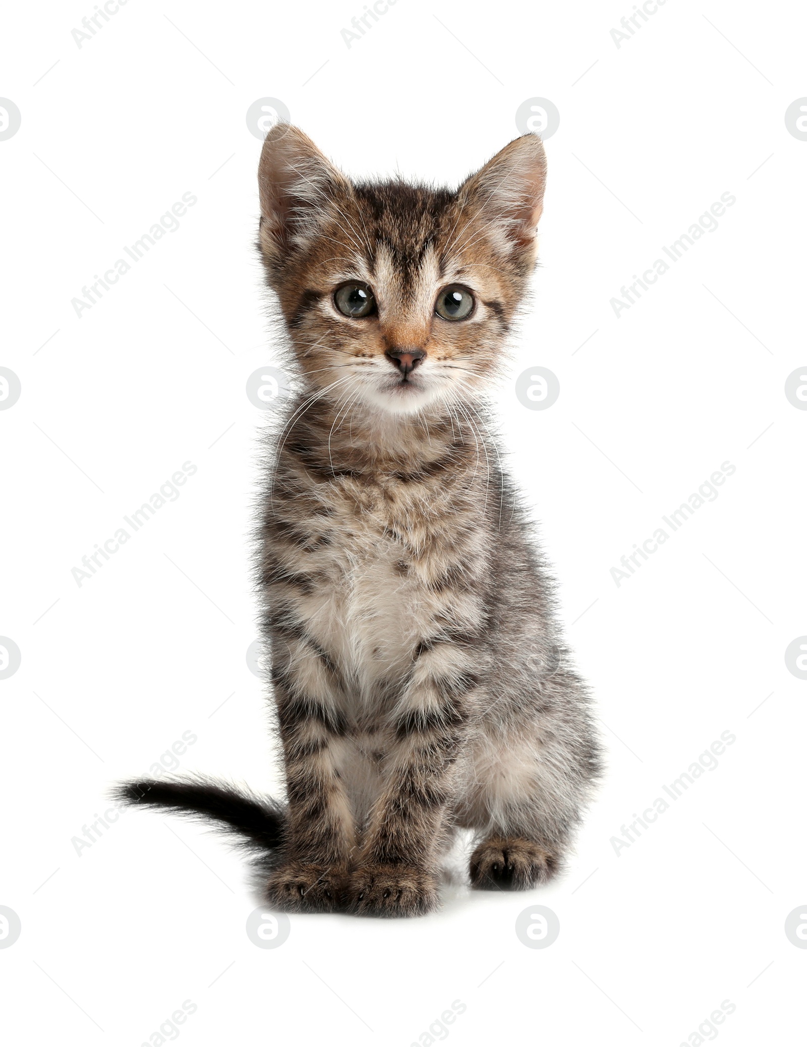 Photo of Cute little kitten sitting on white background