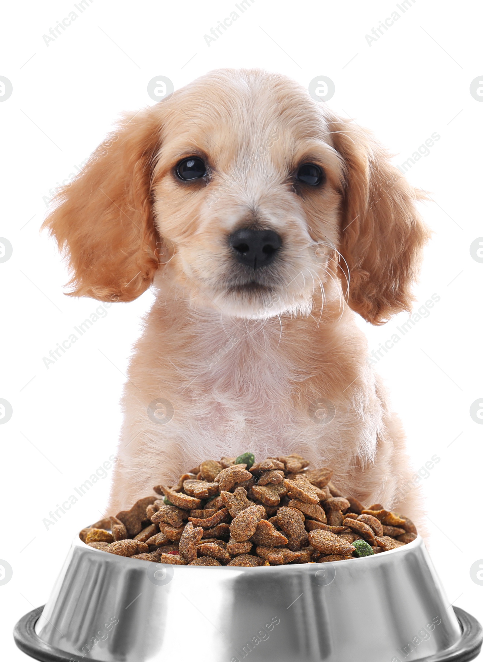 Image of Cute English Cocker Spaniel puppy and feeding bowl with dog food on white background