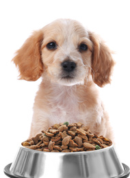 Image of Cute English Cocker Spaniel puppy and feeding bowl with dog food on white background