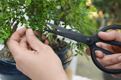 Photo of Woman cutting beautiful Bonsai tree outdoors, closeup