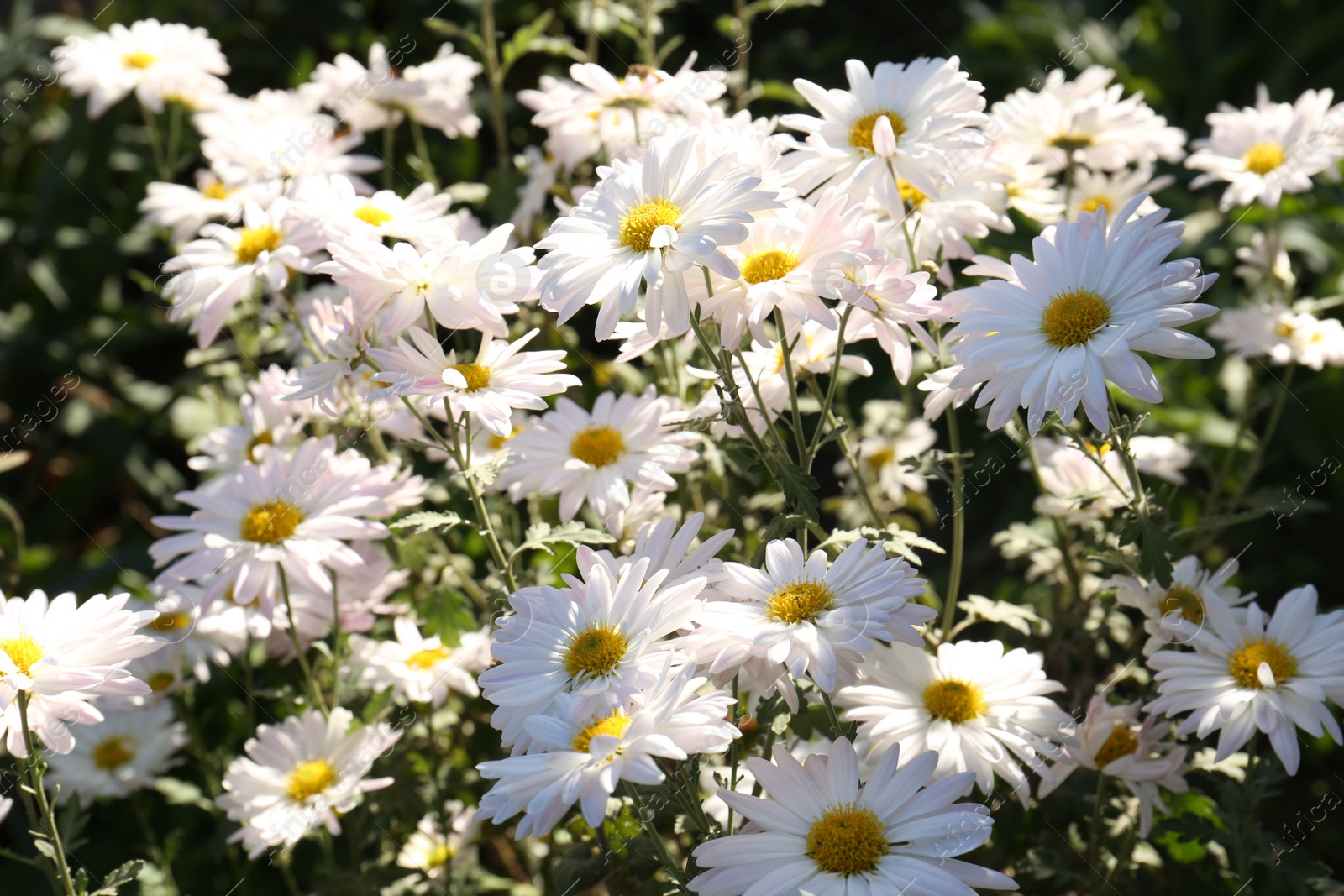 Photo of Many beautiful chamomile flowers growing in garden