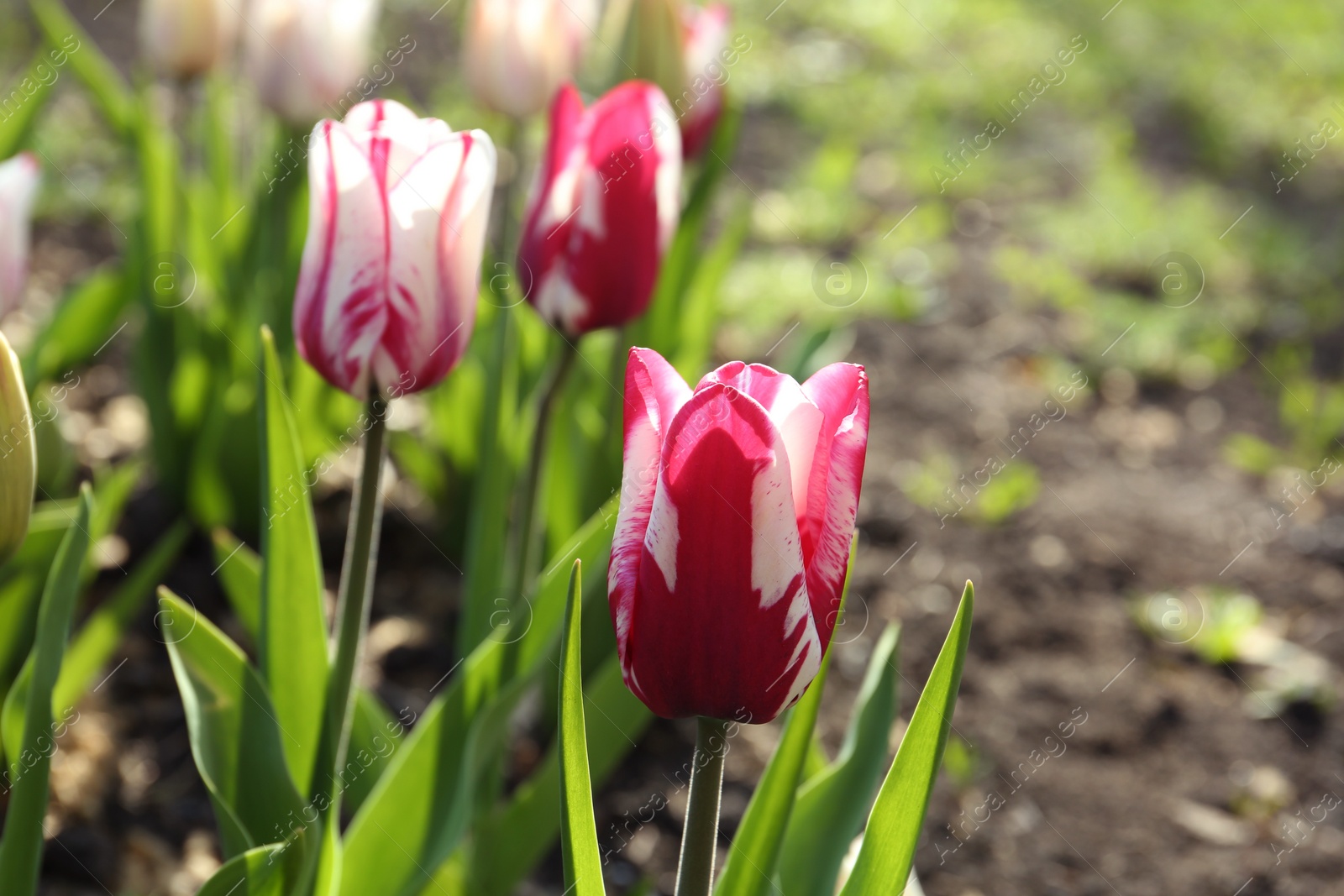 Photo of Beautiful blooming tulips outdoors on sunny day