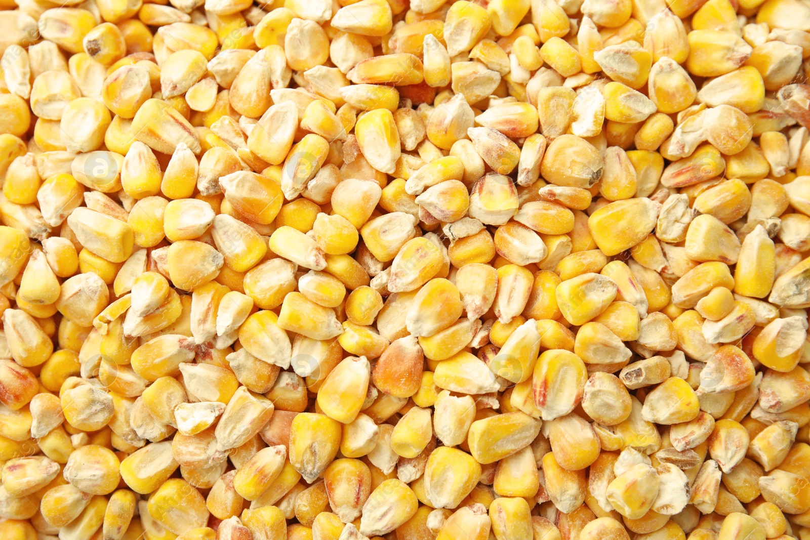 Photo of Dried corn kernels as background, top view