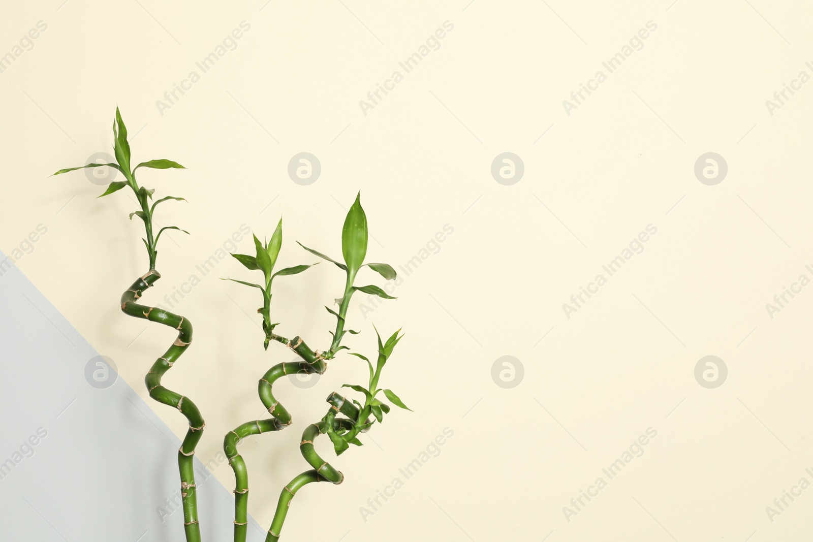 Photo of Green bamboo stems against color background, space for text