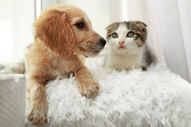 Photo of Adorable little kitten and puppy on pillow near window indoors