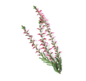 Photo of Branch of heather with beautiful flowers on white background, top view