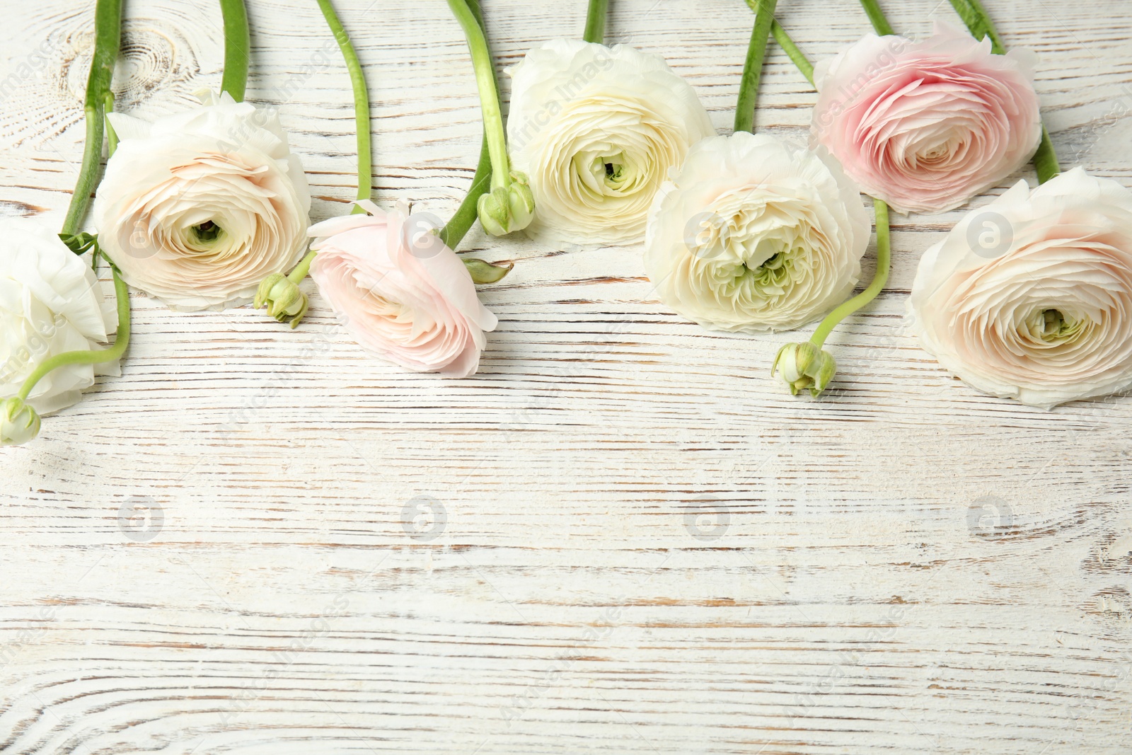 Photo of Beautiful ranunculus flowers and space for text on wooden background