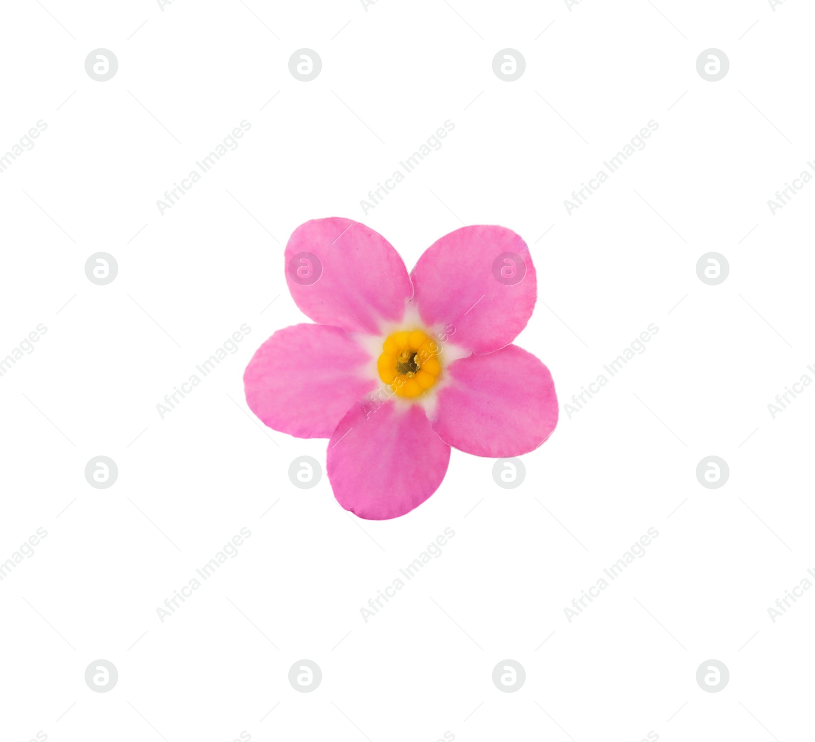 Photo of Beautiful pink Forget-me-not flower isolated on white