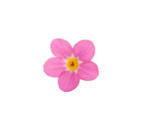 Photo of Beautiful pink Forget-me-not flower isolated on white
