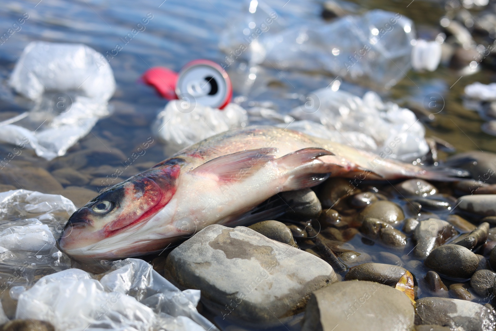 Photo of Dead fish among trash on stones near river. Environmental pollution concept