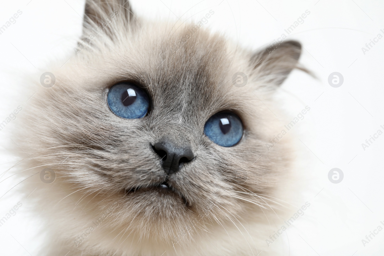 Photo of Birman cat with beautiful blue eyes on light background, closeup