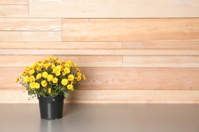 Beautiful potted chrysanthemum flowers on table near wooden wall. Space for text