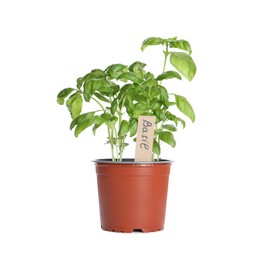 Aromatic green potted basil isolated on white