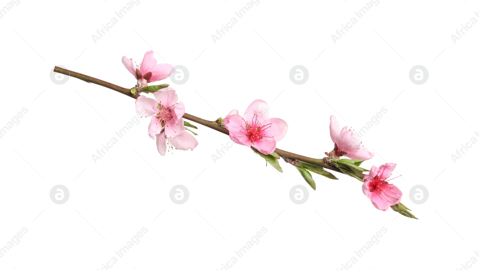 Photo of Beautiful sakura tree branch isolated on white