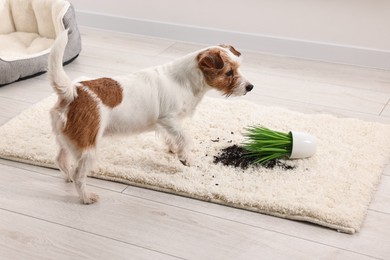 Cute dog near overturned houseplant on rug indoors