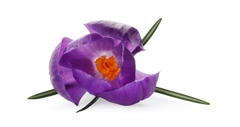 Beautiful purple crocus flower isolated on white