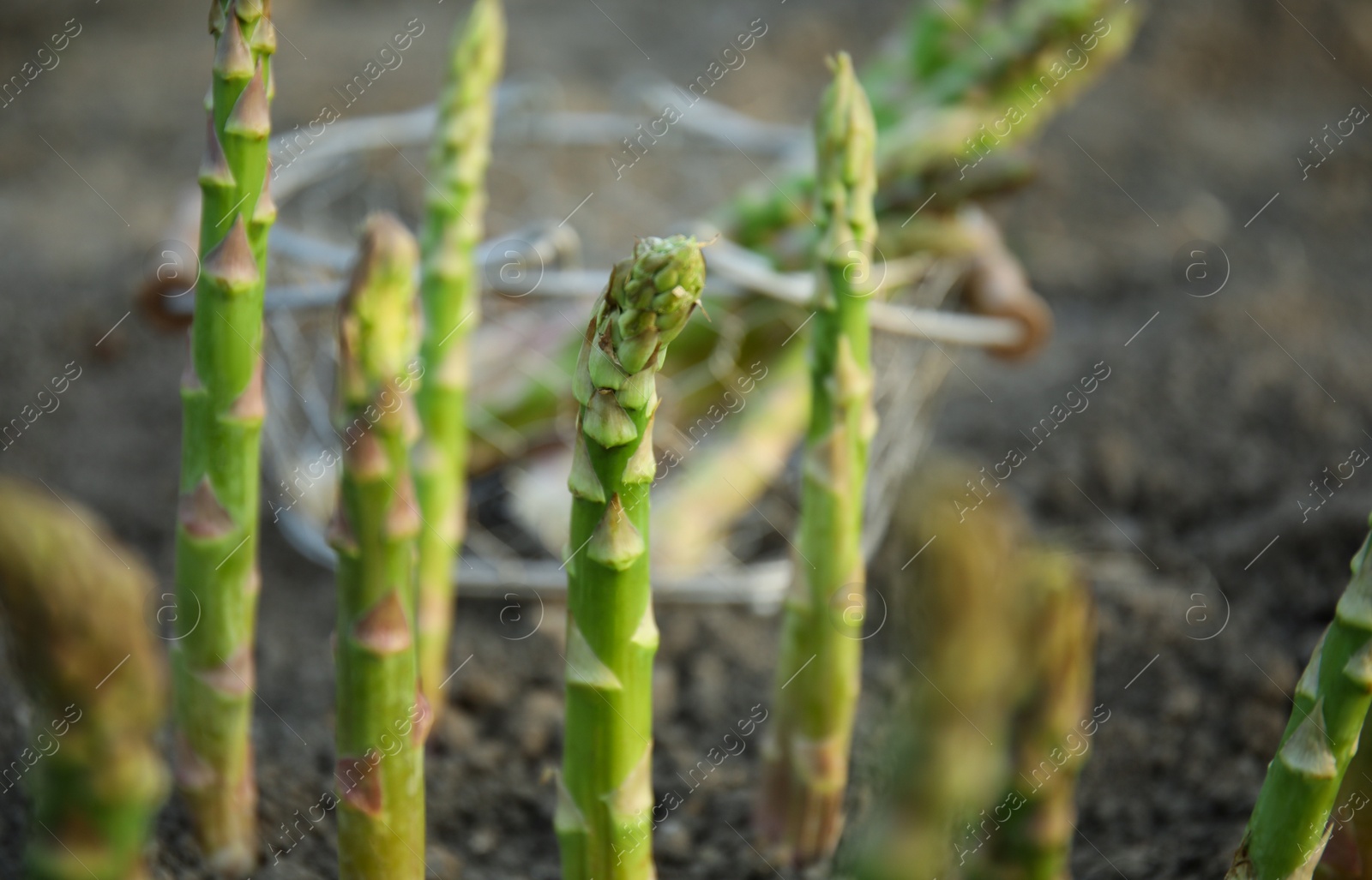Photo of Fresh asparagus growing in field, closeup view