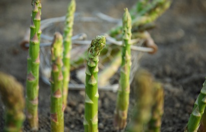 Fresh asparagus growing in field, closeup view