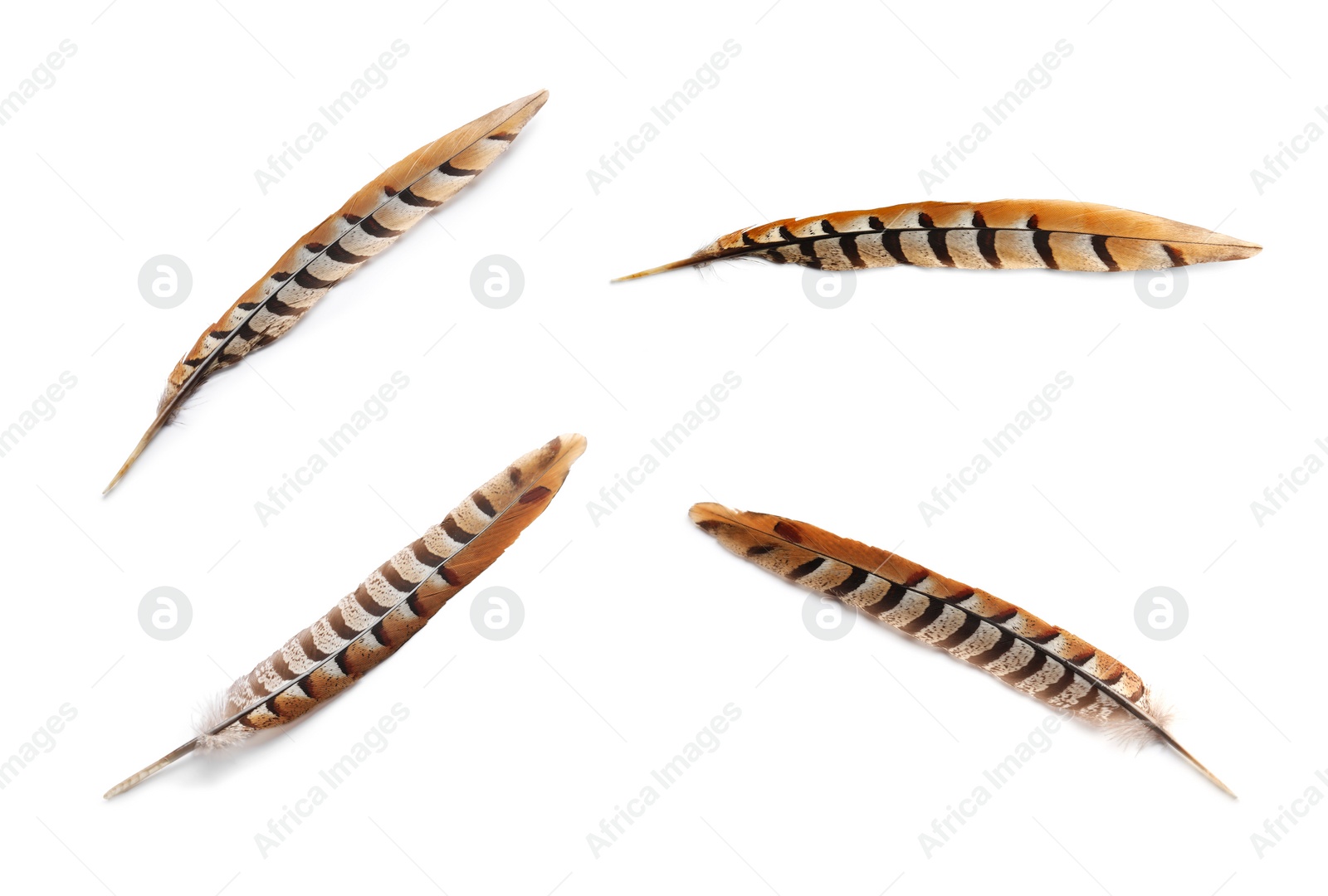 Image of Set with beautiful feathers on white background, different sides