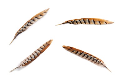 Image of Set with beautiful feathers on white background, different sides