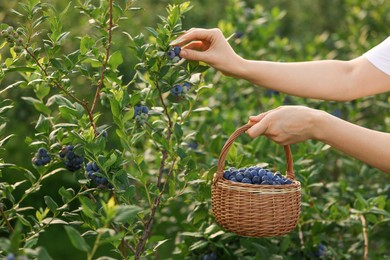 Woman with wicker basket picking up wild blueberries outdoors, closeup. Seasonal berries