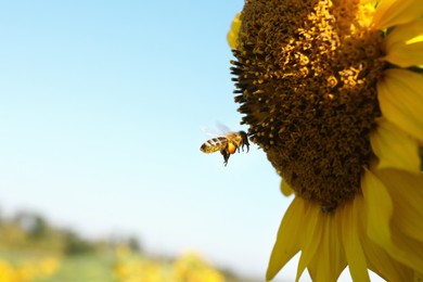 Photo of Honeybee collecting nectar from sunflower outdoors, closeup. Space for text