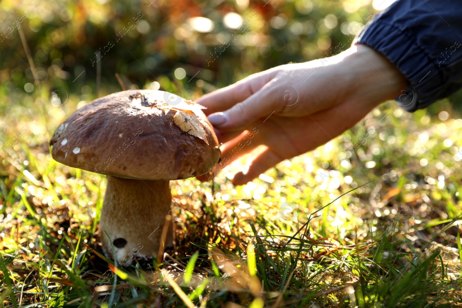 Photo of Woman picking porcini mushroom outdoors on autumn day, closeup