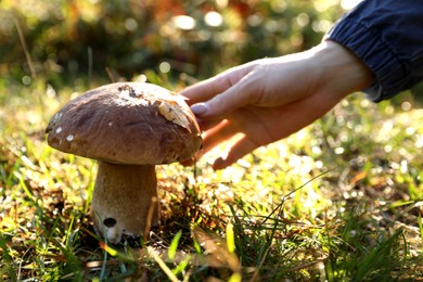 Woman picking porcini mushroom outdoors on autumn day, closeup