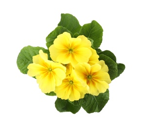 Photo of Beautiful primula (primrose) plant with yellow flowers isolated on white, top view. Spring blossom