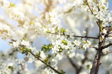 Branches of blossoming cherry plum tree against blue sky, closeup