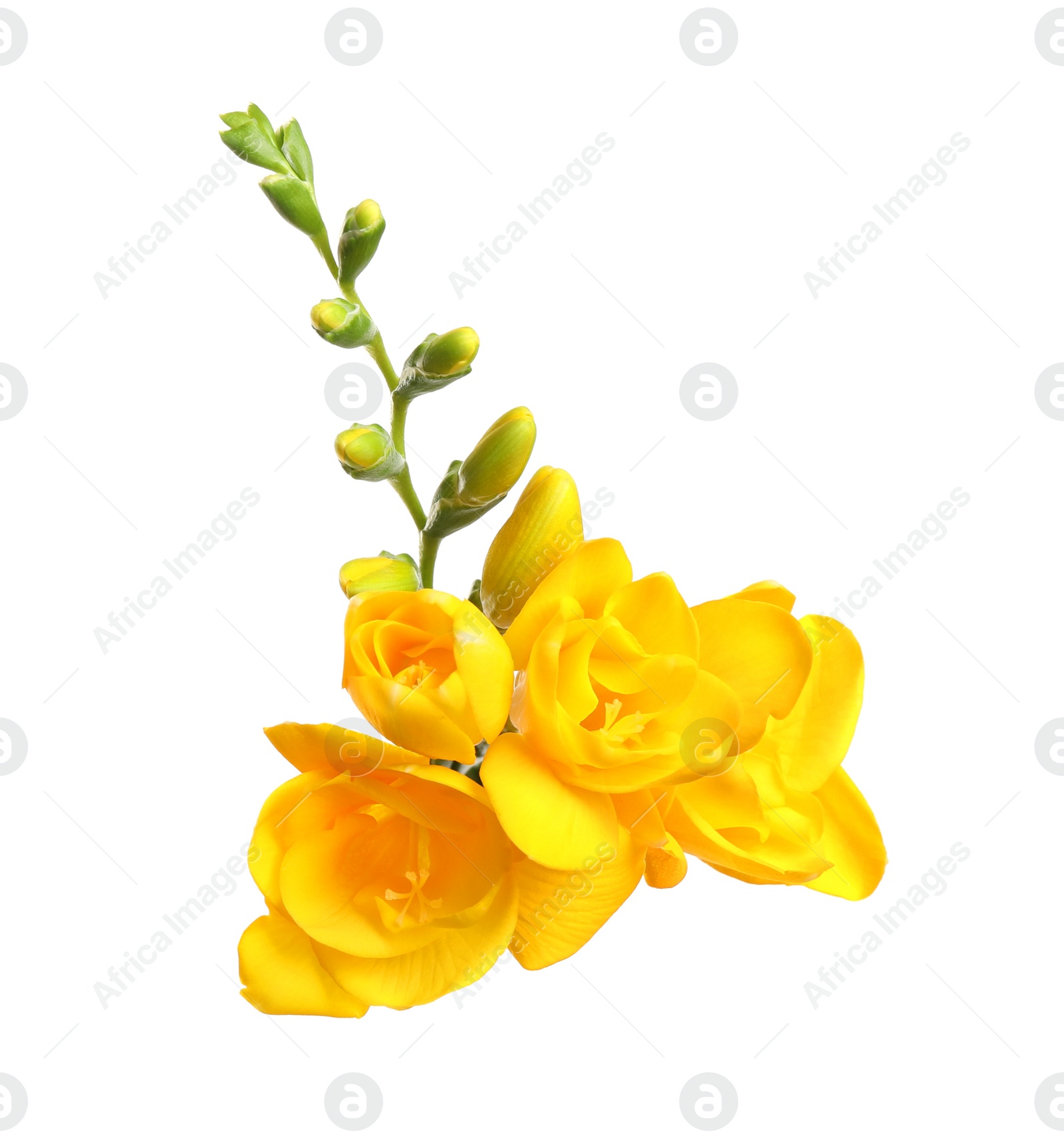 Photo of Beautiful yellow freesia flowers on white background