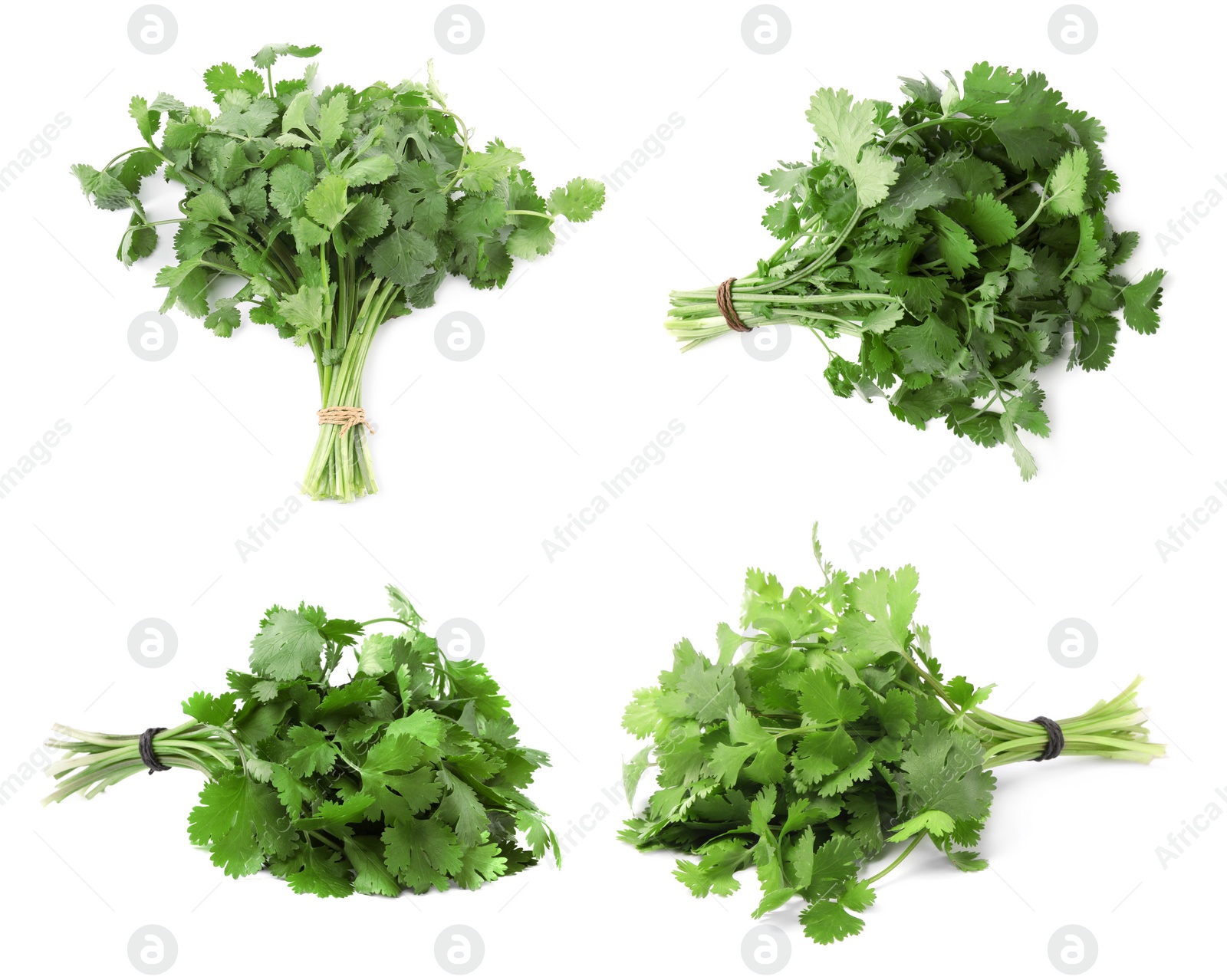 Image of Collage with bunches of cilantro leaves on white background