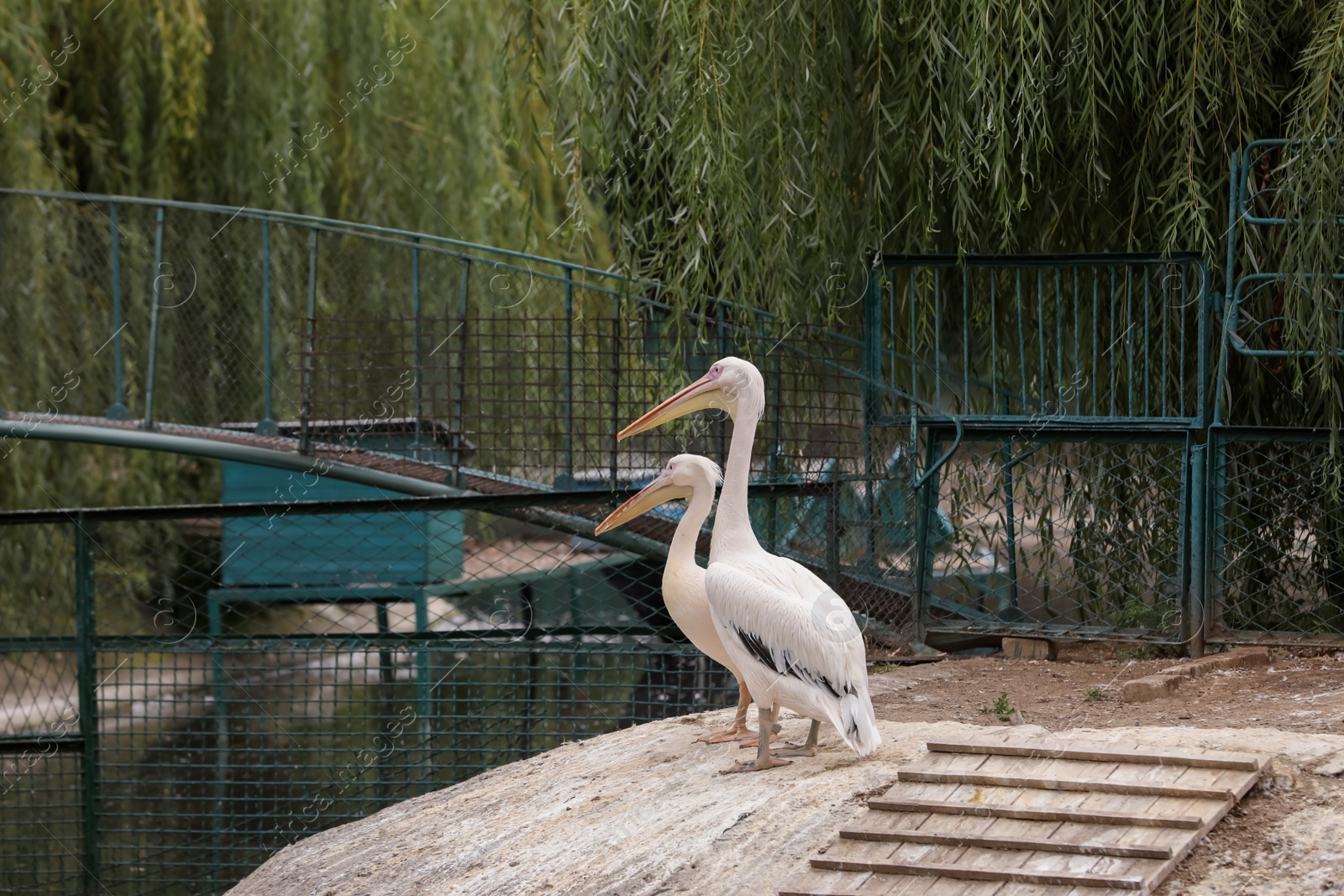 Photo of Beautiful white pelicans in zoo enclosure. Wild birds