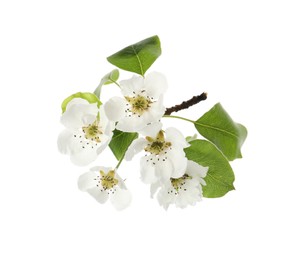 Photo of Beautiful blossoming pear tree branch with flowers on white background