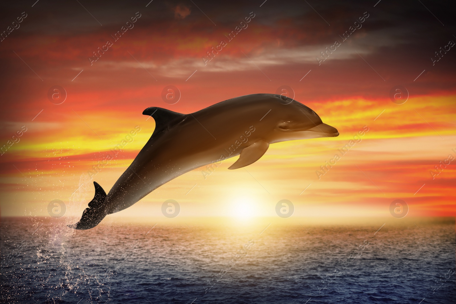 Image of Beautiful bottlenose dolphin jumping out of sea at sunset 