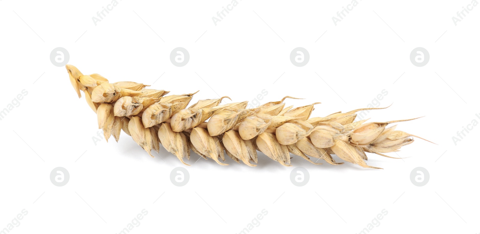 Photo of Dried spikelet of wheat on white background