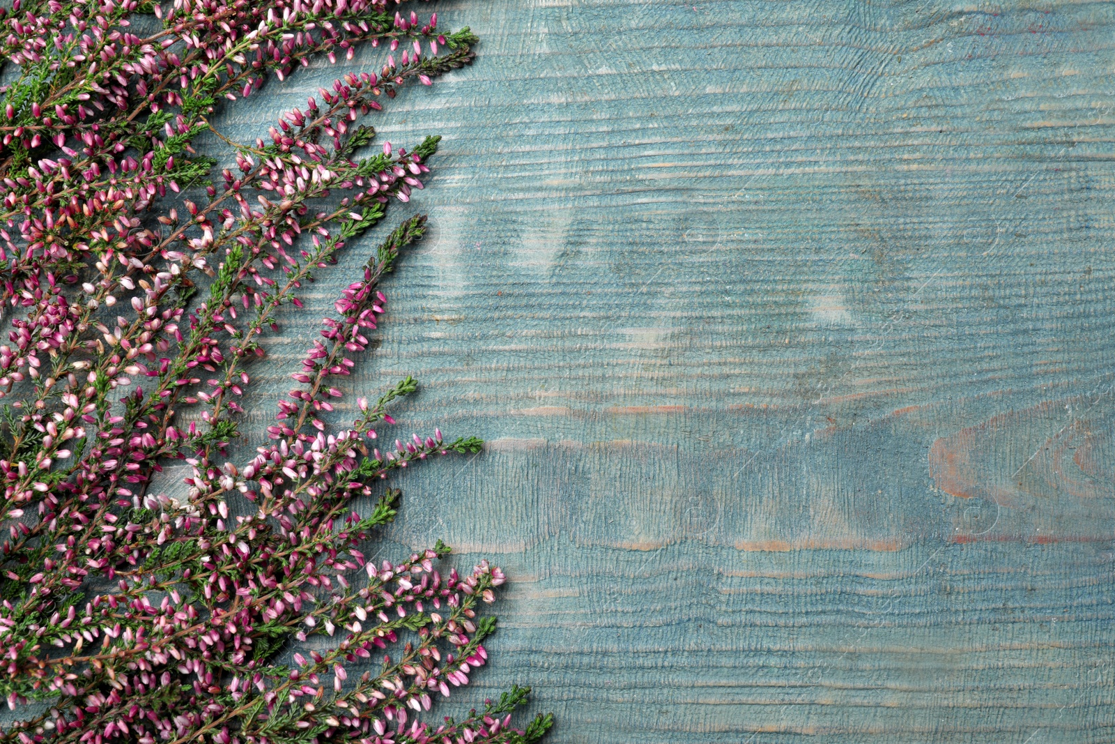 Photo of Heather branches with beautiful flowers on light blue wooden table, flat lay. Space for text