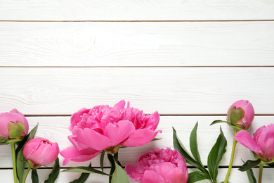 Beautiful pink peonies on white wooden background, flat lay. Space for text