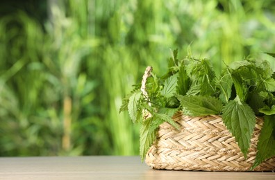 Photo of Fresh stinging nettle leaves in wicker basket outdoors, space for text