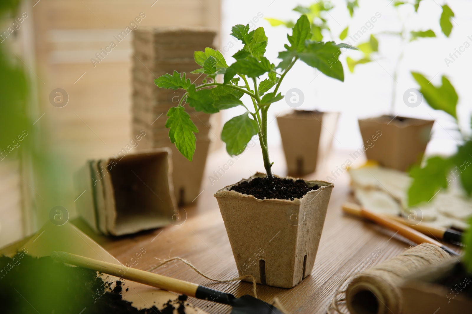Photo of Soil, gardening trowel, rope and green tomato seedling in peat pot on wooden table