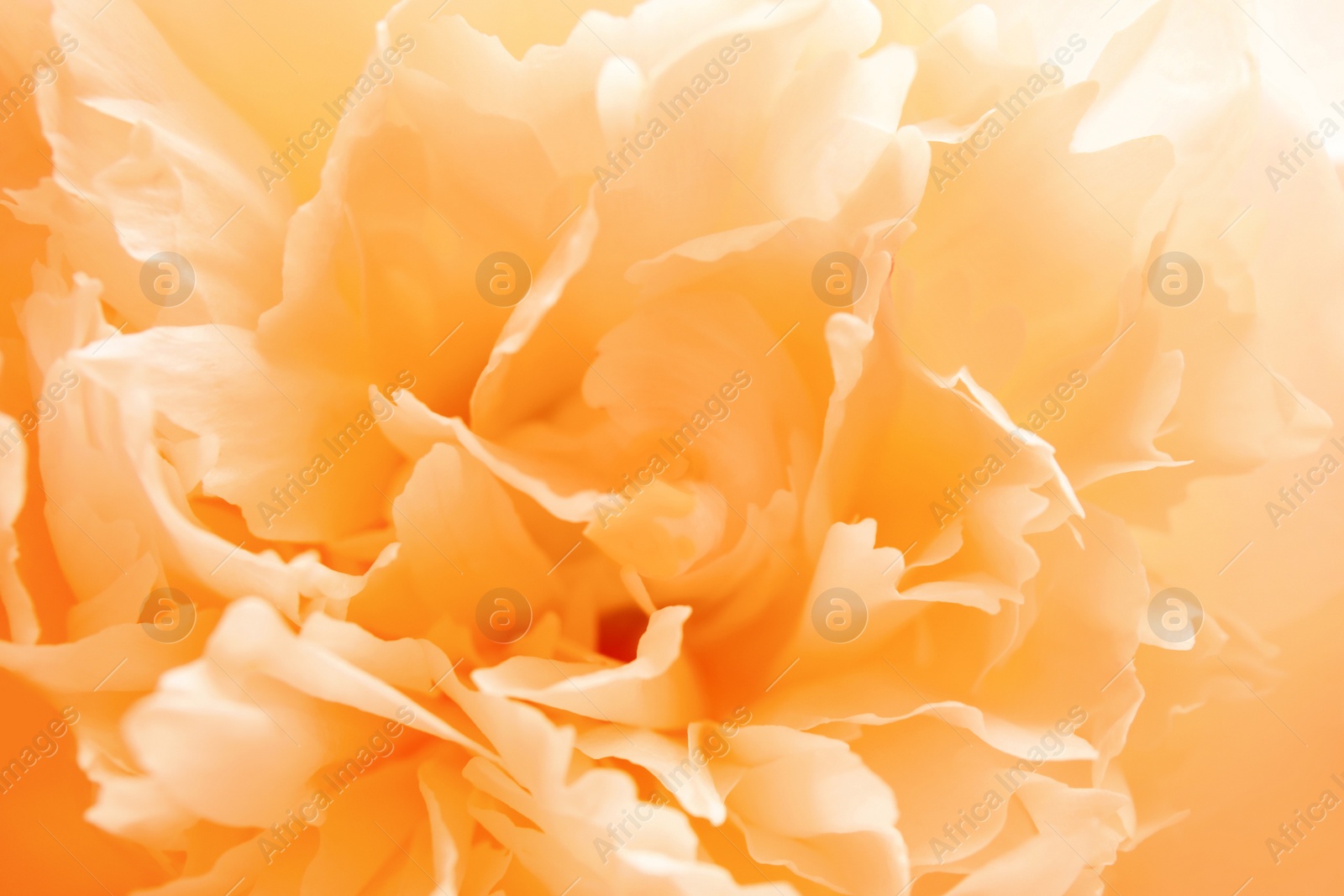 Image of Closeup view of beautiful light orange peony flower