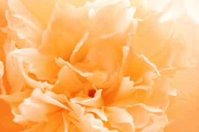 Closeup view of beautiful light orange peony flower